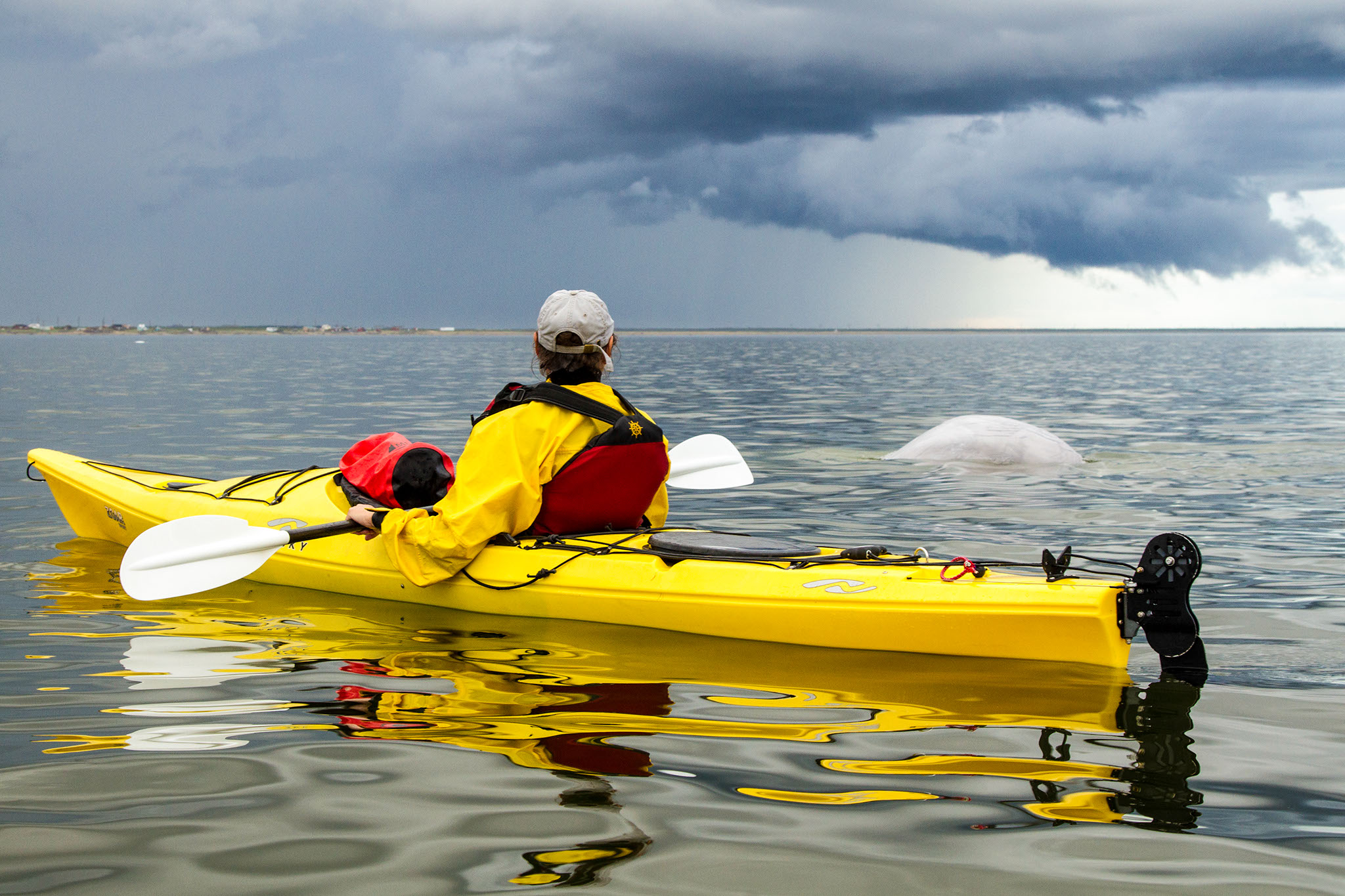 Etna genstand Zoologisk have Beluga Kayak | Frontiers North Adventures