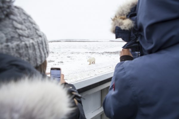 A polar bear approaches a Tundra Buggy in Churchill, Canada