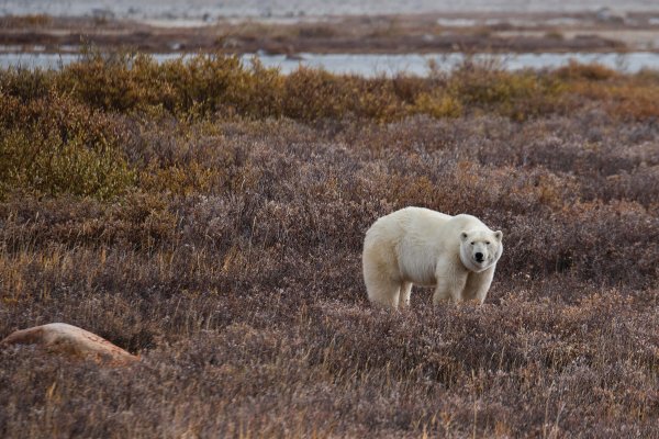A polar bear in Churchill, Canada