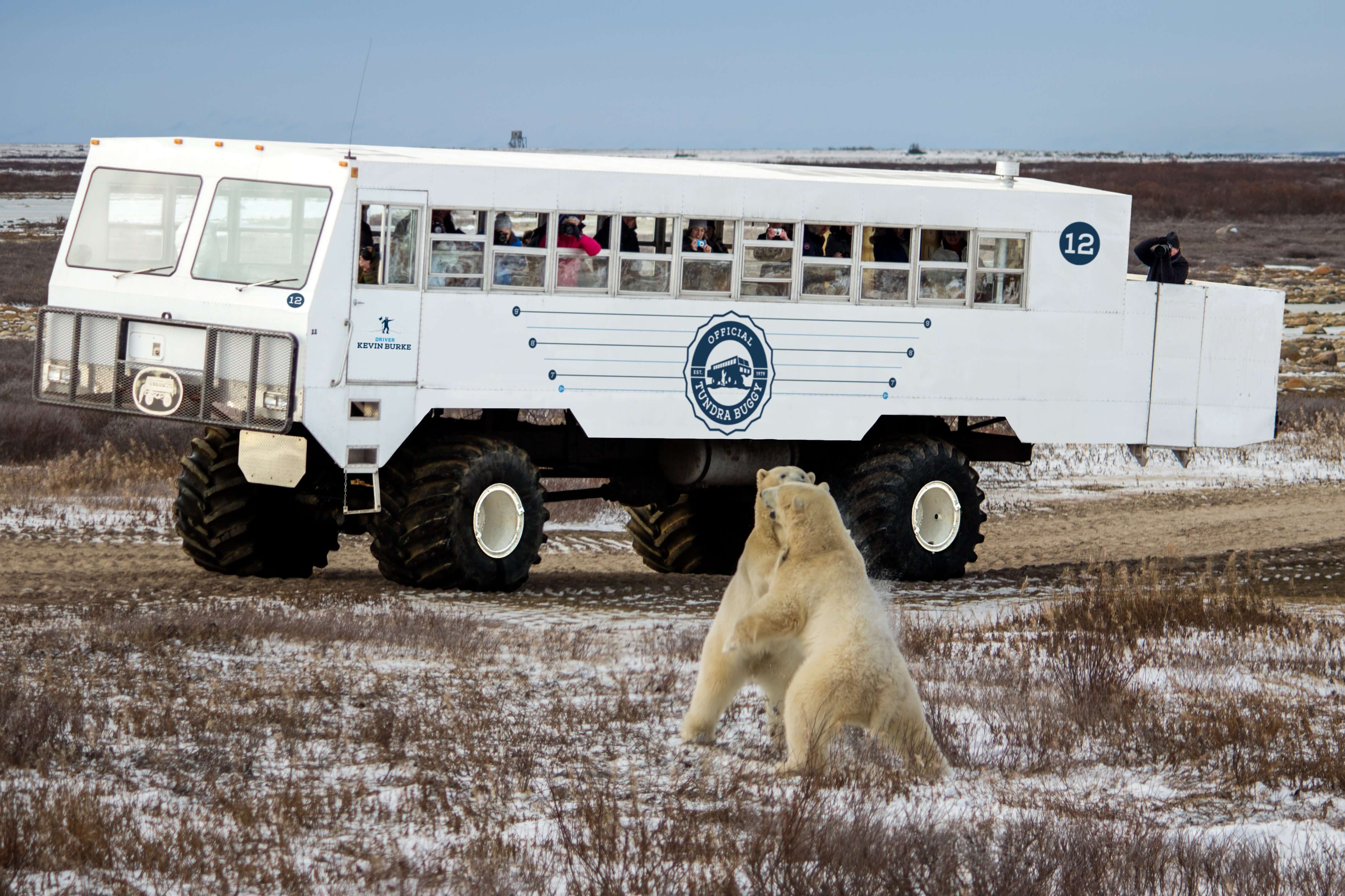 polar bear travel in herds
