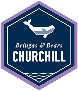 Churchill Belugas and Bears Explorer by Train