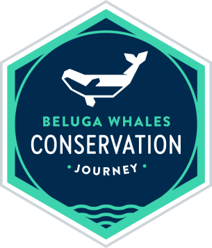 Conservation Journey: Beluga Whales
