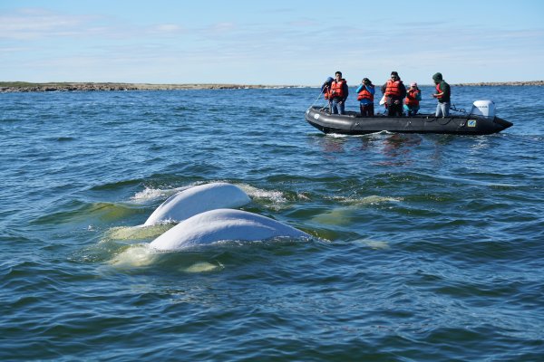 Beluga whales in the Churchill River