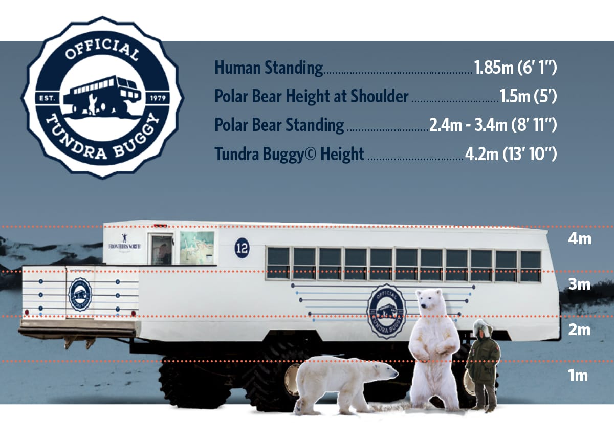 Diagram of size of Tundra Buggy compared to a polar bear and a human