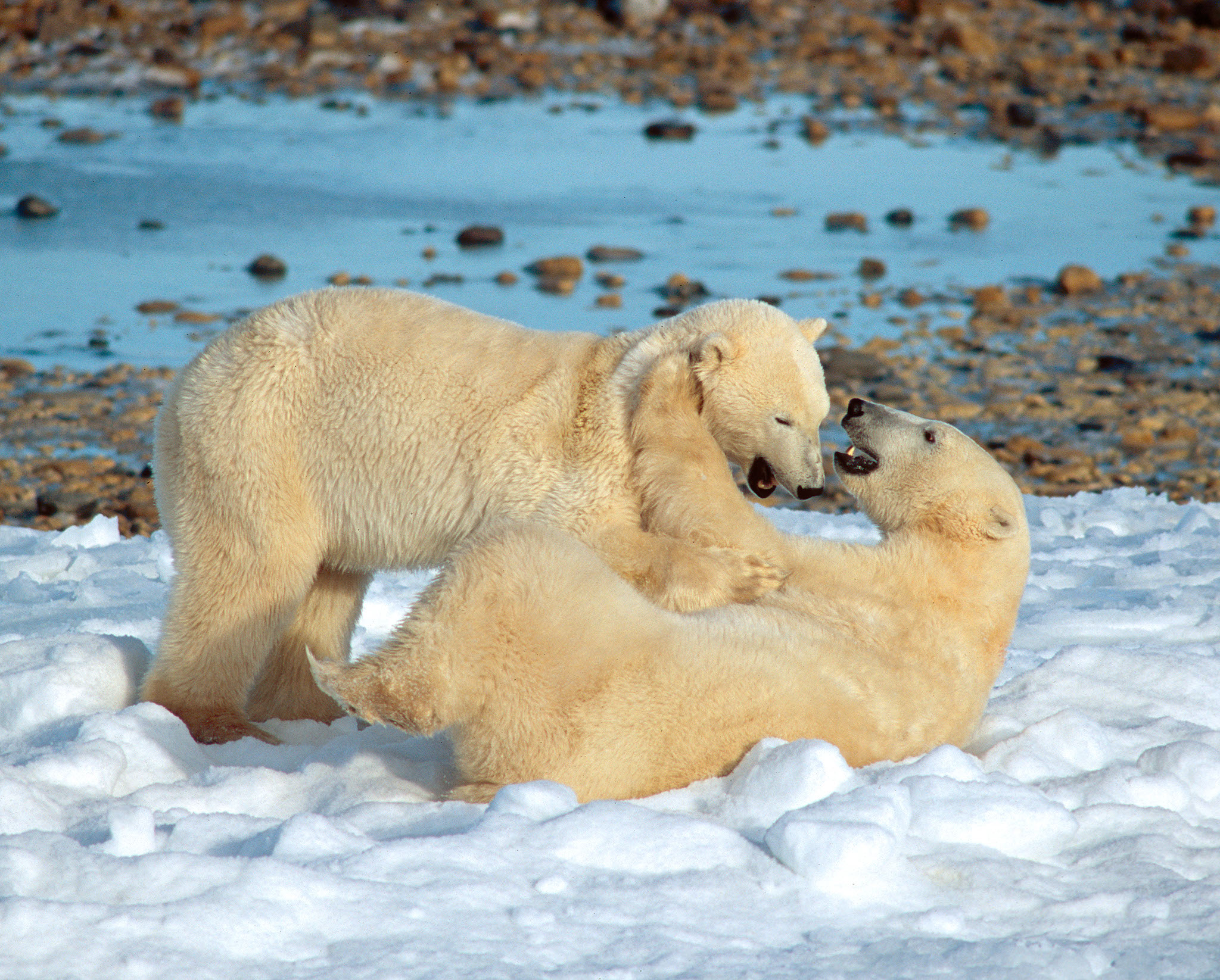 Cape Churchill | Frontiers North Adventures