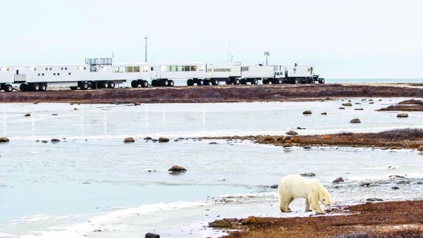 A polar bear in front of the Tundra Buggy Lodge in Churchill, Canada