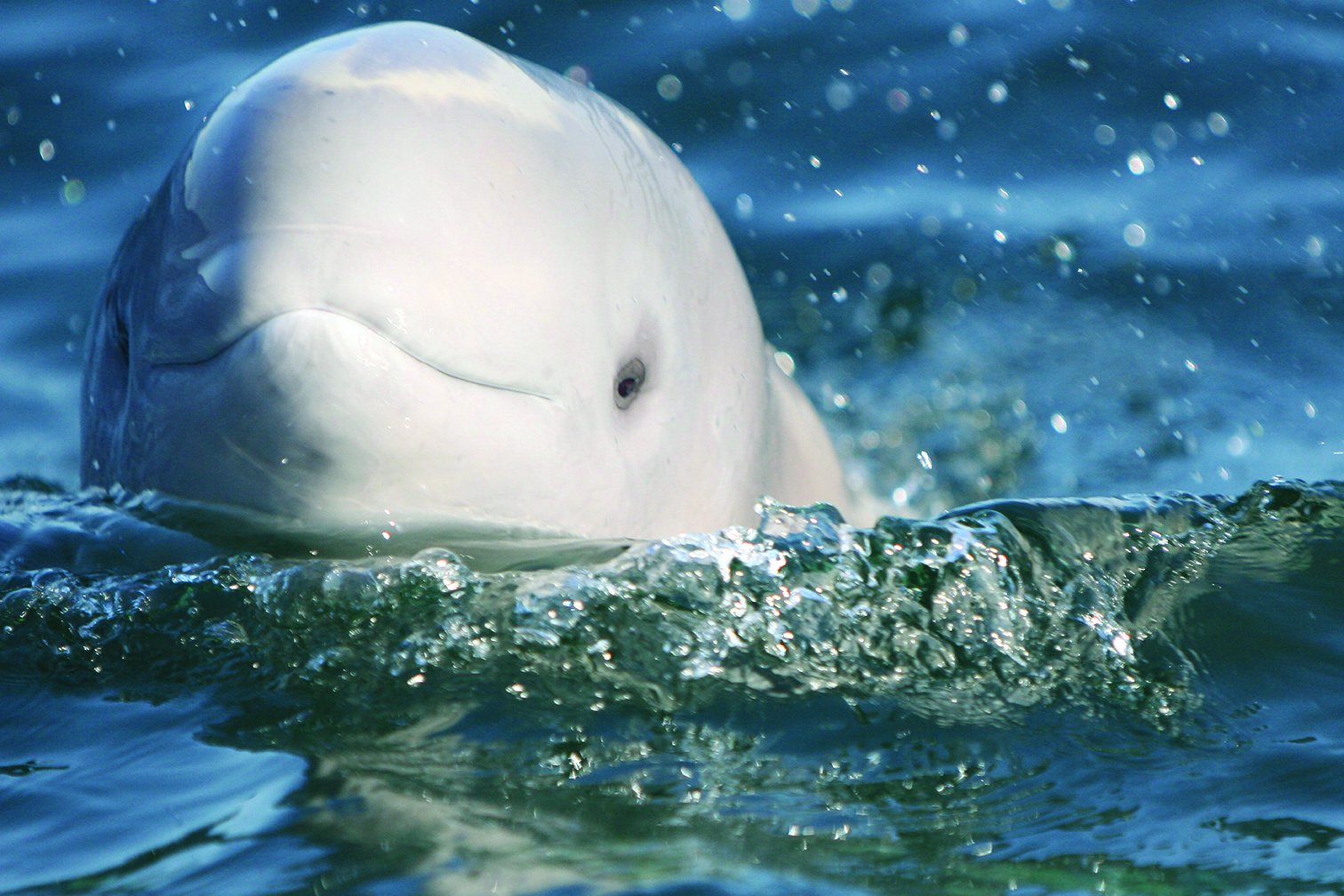 Five Fascinating Facts About Beluga Whales | Frontiers North Adventures